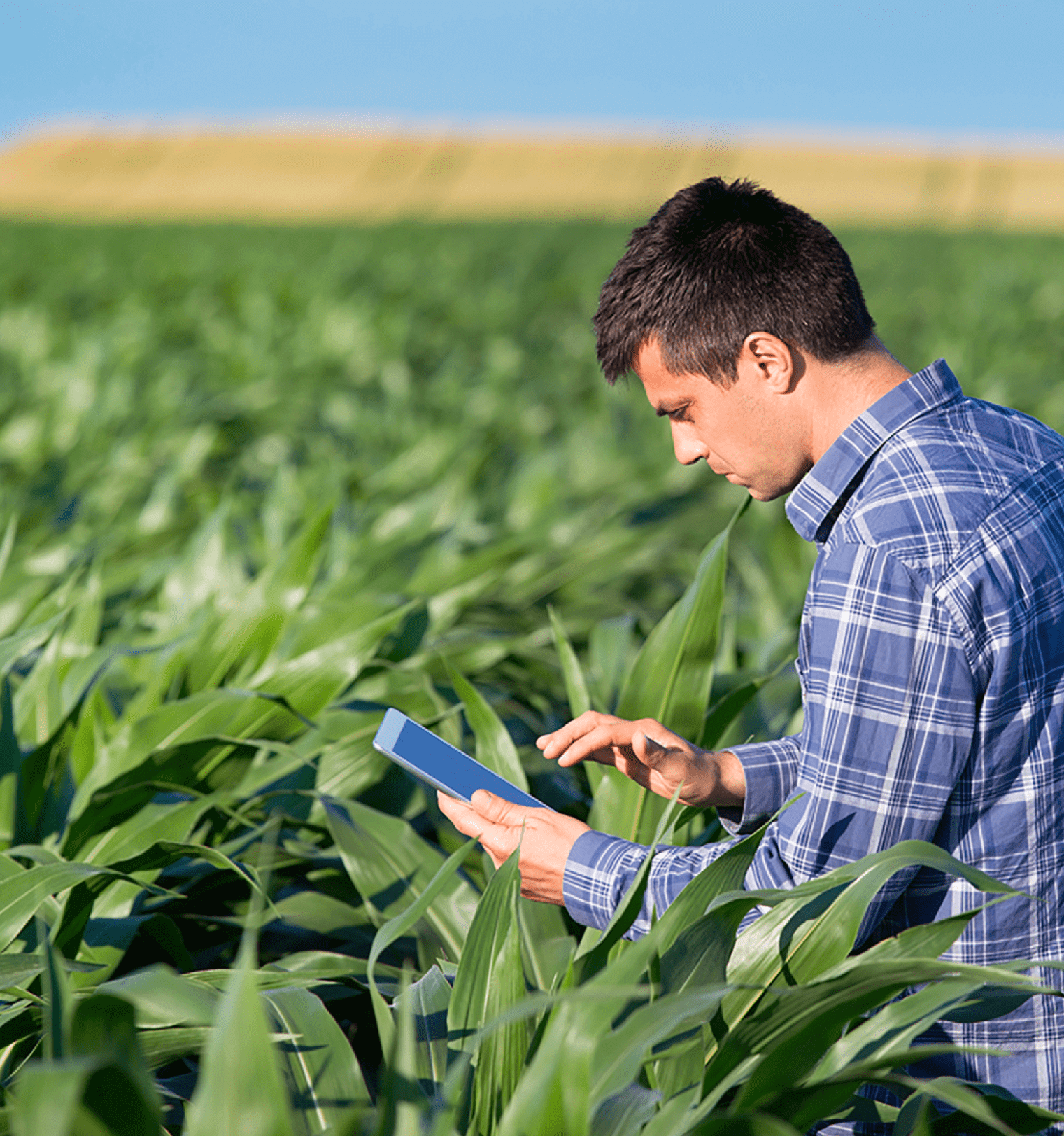 person using ipad in corn field