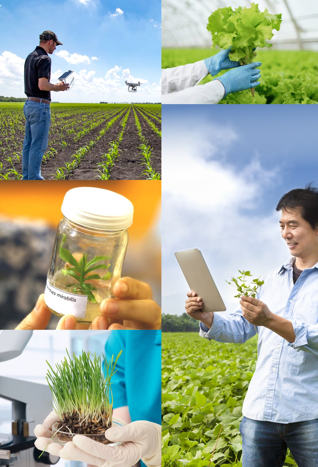 Mobile Solution for Collecting Seed Trial Data