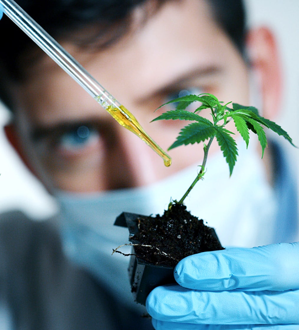 biotechnologist testing a plant
